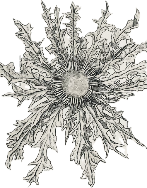 Decorative illustration