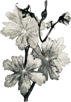 Decorative illustration